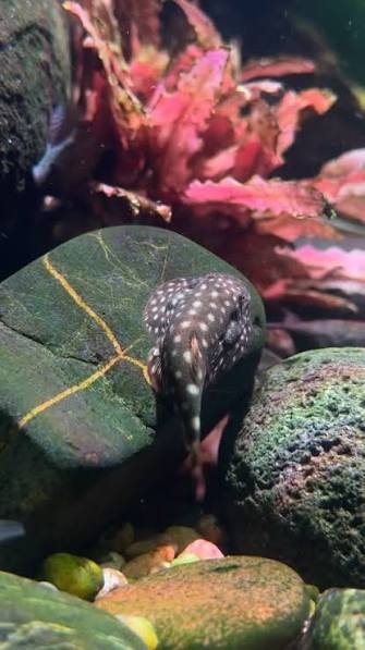 Polkadot Hillstream Loach