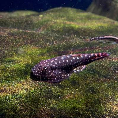 Polkadot Hillstream Loach
