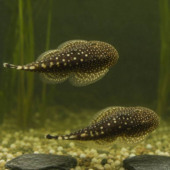 Polkadot Hillstream Loach