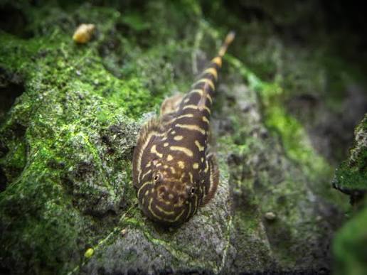 Borneo Sucker