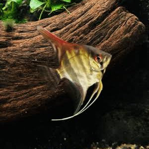Albino Manacapuru Angel