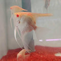 Albino Manacapuru Angel