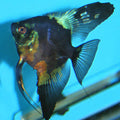 Pinoy paraiba angel [ 2 to 3 inches ]
