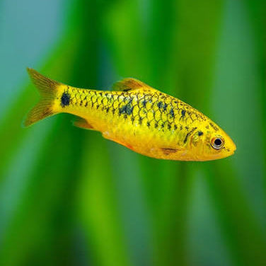 Golden Barb