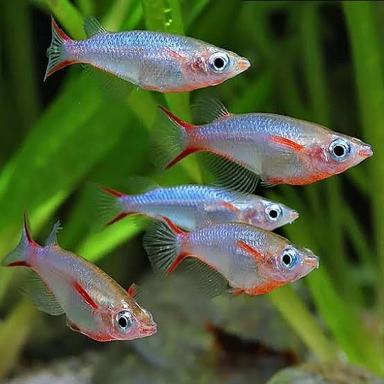 Daisy Rice fish