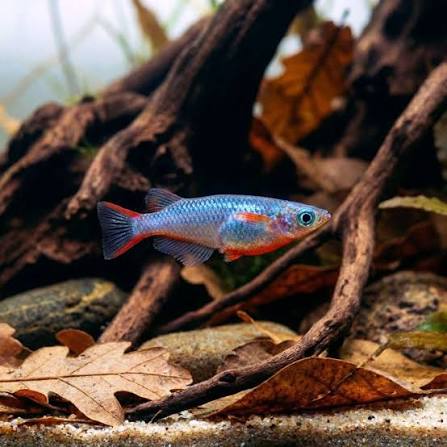 Daisy Rice fish