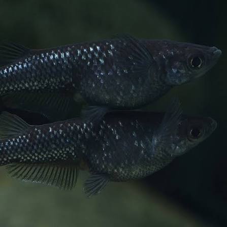 Black Rice Fish
