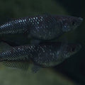 Black Rice Fish