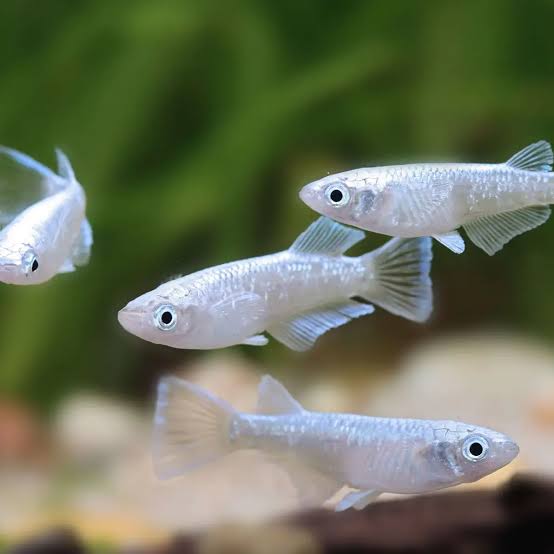 Platinum white Rice Fish