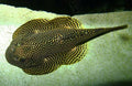 Spotted Hill Stream Loach ( XL )