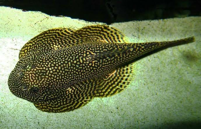 Spotted Hill Stream Loach ( XL )