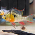 Bolivian Rams [ large ]