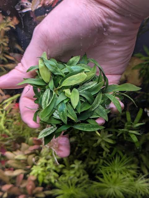 Anubias Dragon Claw [ clump ]