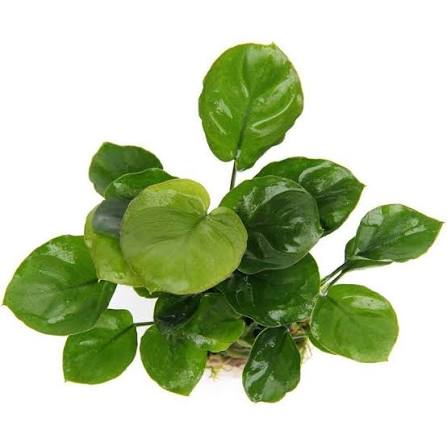 Anubias Coin Leaf [ clump ]