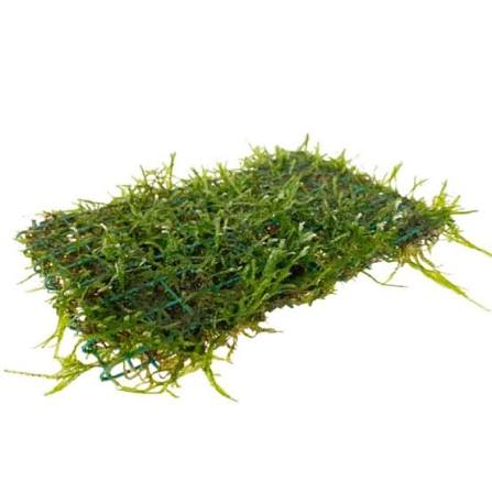 java moss on pad
