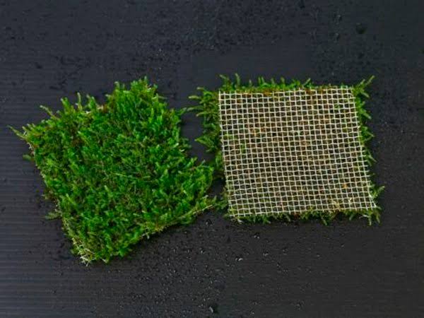 java moss on pad