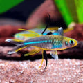 celebes Rainbow  [small ]