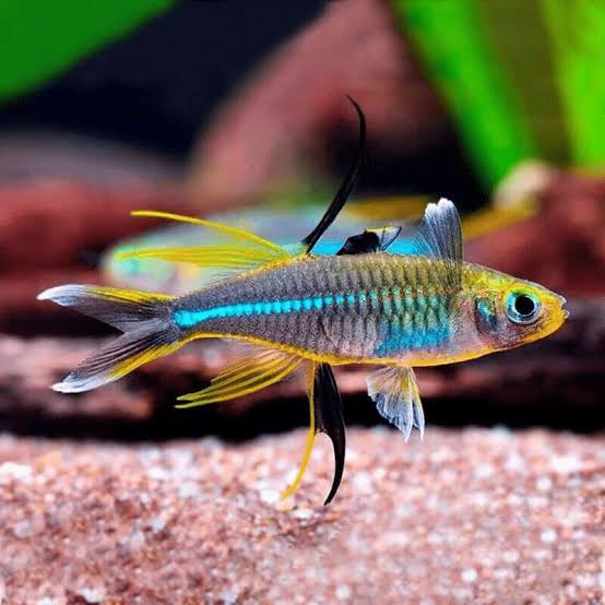 celebes Rainbow  [small ]