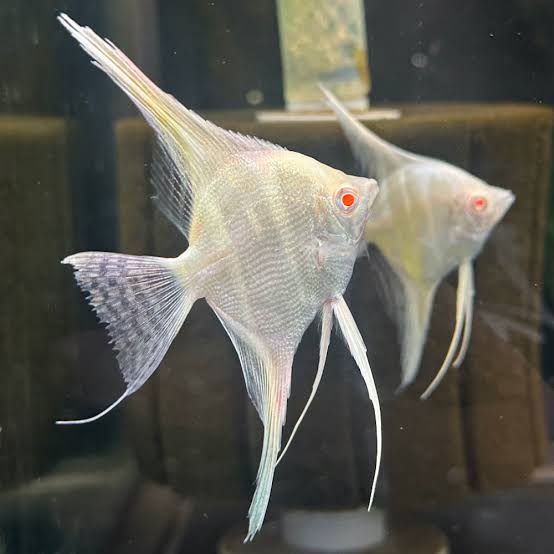 Albino Dantum