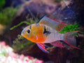 Bolivian Rams