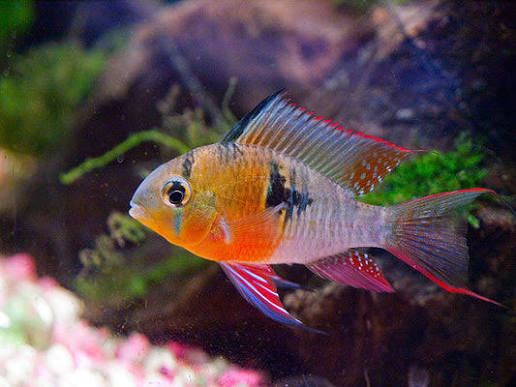 Bolivian Rams