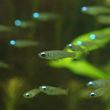 Norman's lampeye Killi Fish