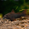 Black Venezuela Cory