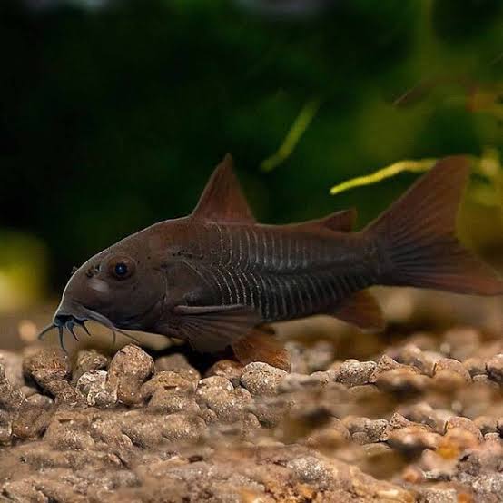 Black Venezuela Cory