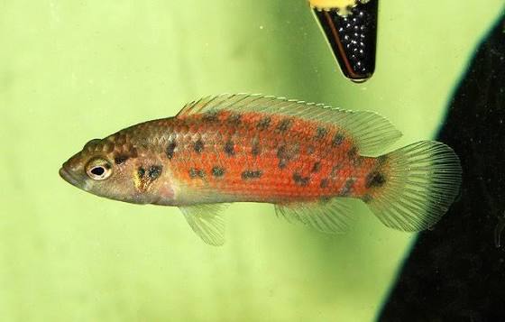 badis assamensis