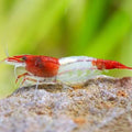 Red Rilli Shrimp