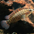 badis assamensis