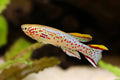Gardneri Killi Fish