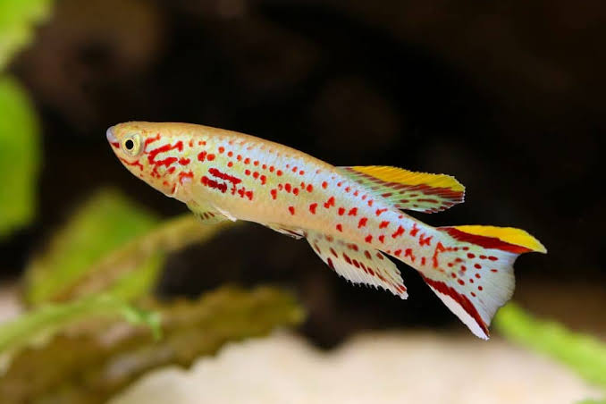 Gardneri Killi Fish