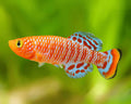 Nothobranchius Rachovii
