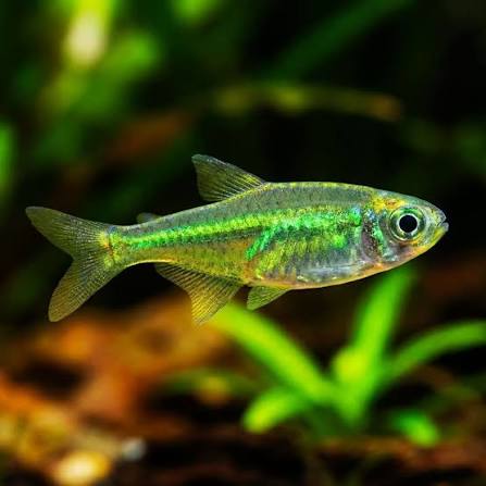 Green Kubotia Rasbora