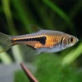 Espi Rasbora