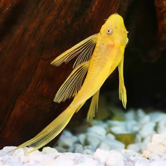 L144 Lemon Blue Eyes Longfin [ 1.5 to 2 inch ]