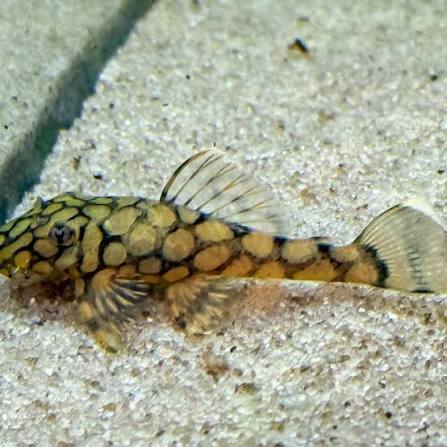 L519 Honeycomb Bristlenose Pleco [ 2.5 to 3 cm ]