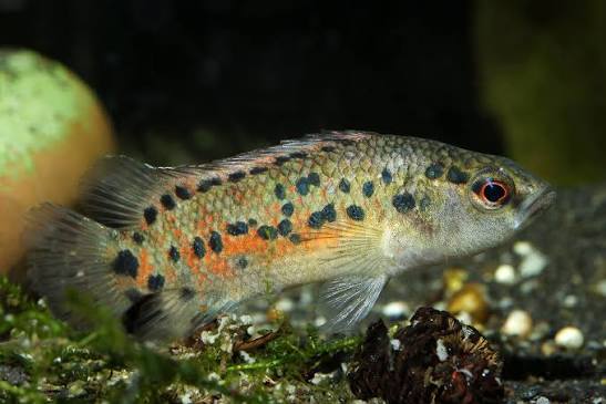 badis assamensis