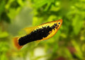 Tuxedo Platy
