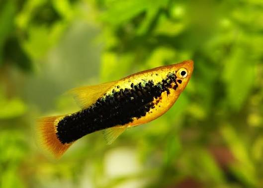 Tuxedo Platy