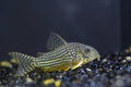 Sterbas Cory