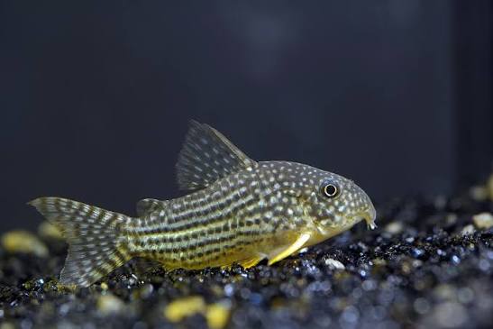 Sterbas Cory