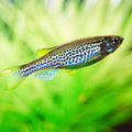 Leopard  Danio