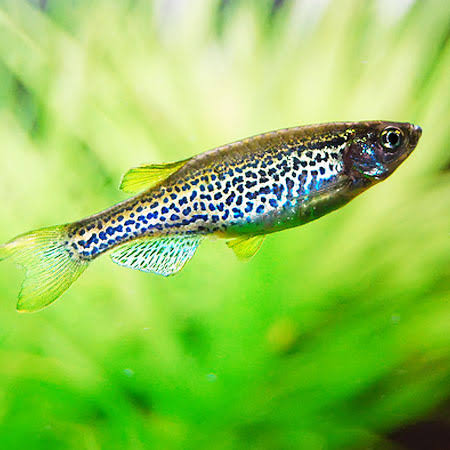 Leopard  Danio