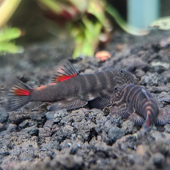 Bloody Mary Hillstream Loach