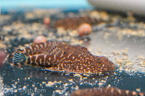 Blue Tail Hillstream Loach