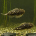 Borneo Loach