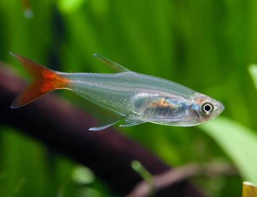 Glass Bloodfin Tetra
