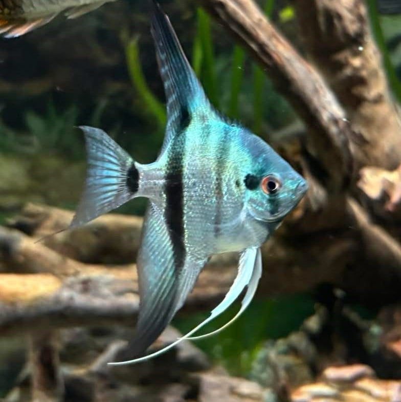 Philippine Blue Angel (Juvenile)